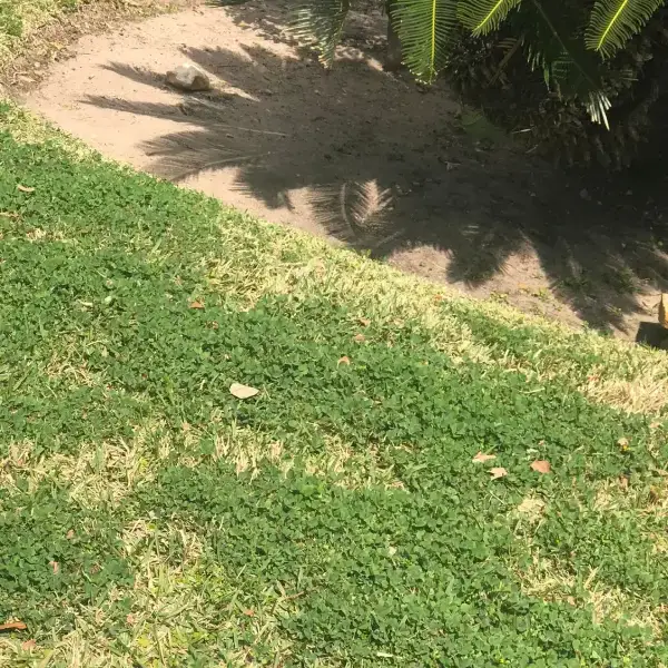 Yard Maintenance